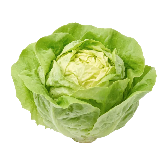 Fresh Green Lettuce Head