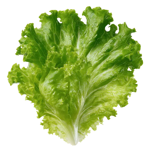 Fresh Green Lettuce Leaf Isolated