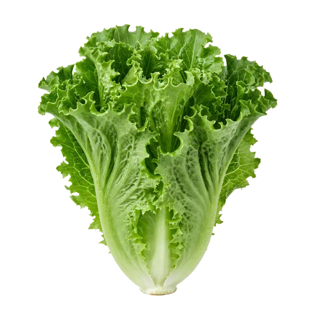 Fresh Green Lettuce Leafy Vegetable Head