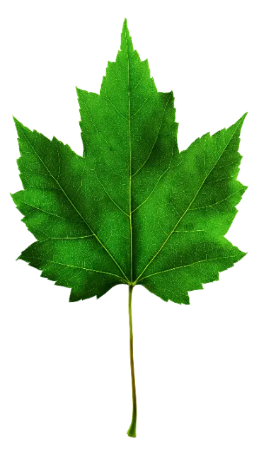 Fresh Green Maple Leaf