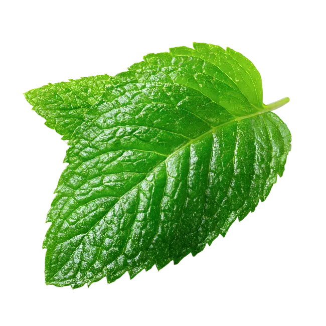 Fresh Green Mint Leaf