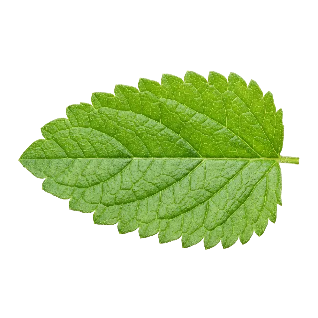 Fresh Green Mint Leaf Isolated