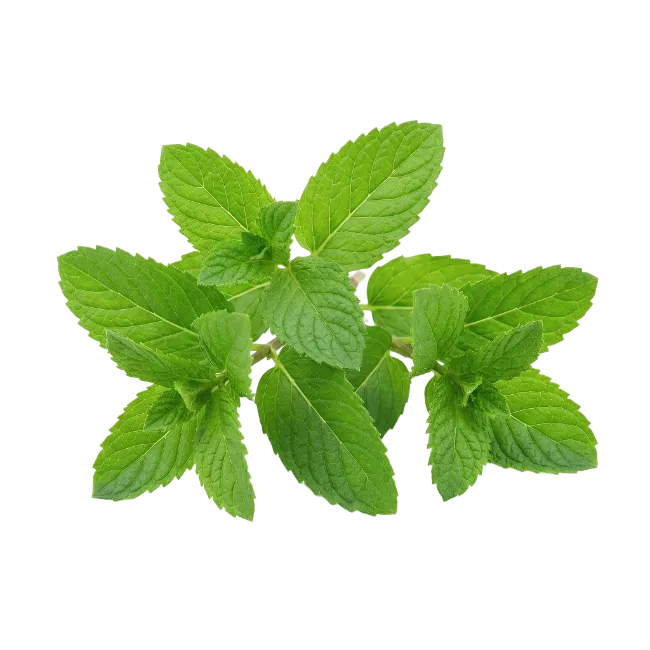 Fresh Green Mint Leaves