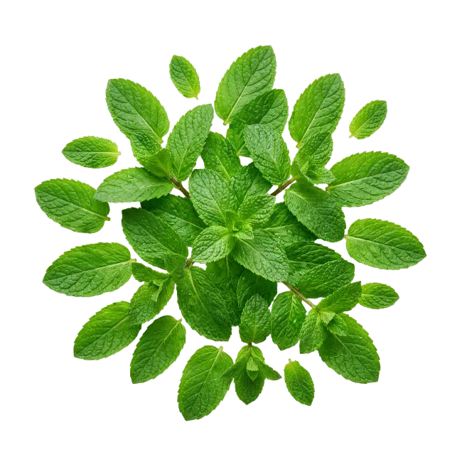 Fresh Green Mint Leaves Arrangement Top View