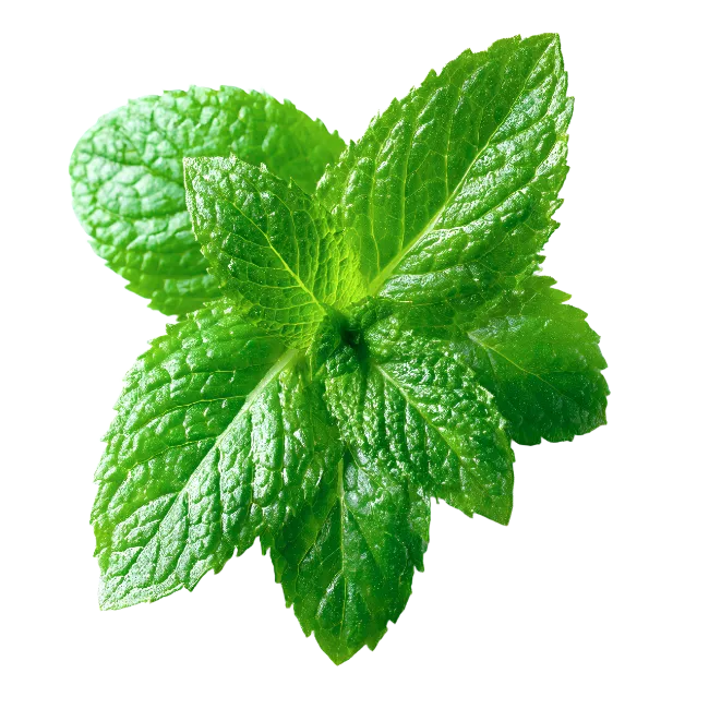 Fresh Green Mint Leaves Clustered Together