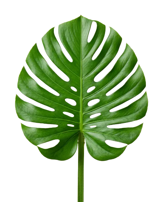 Fresh Green Monstera Leaf