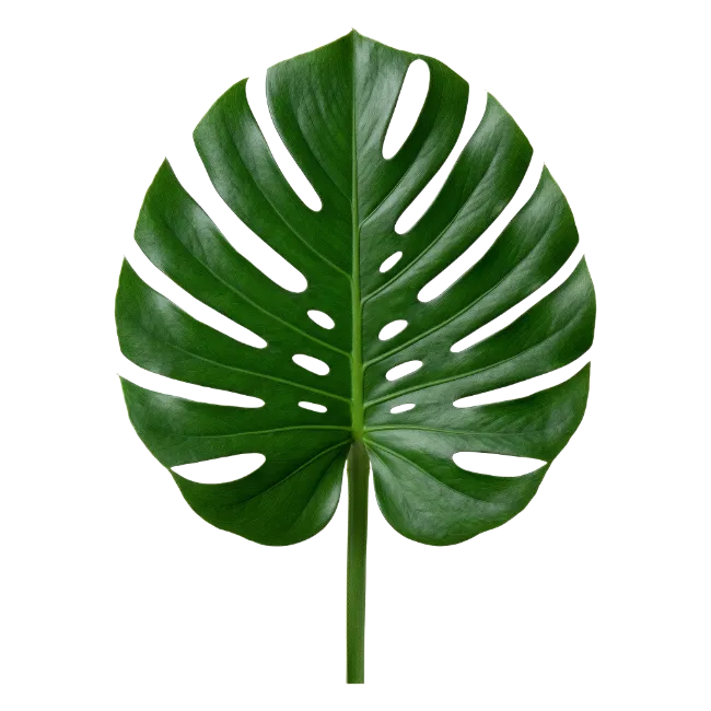 Fresh Green Monstera Leaf