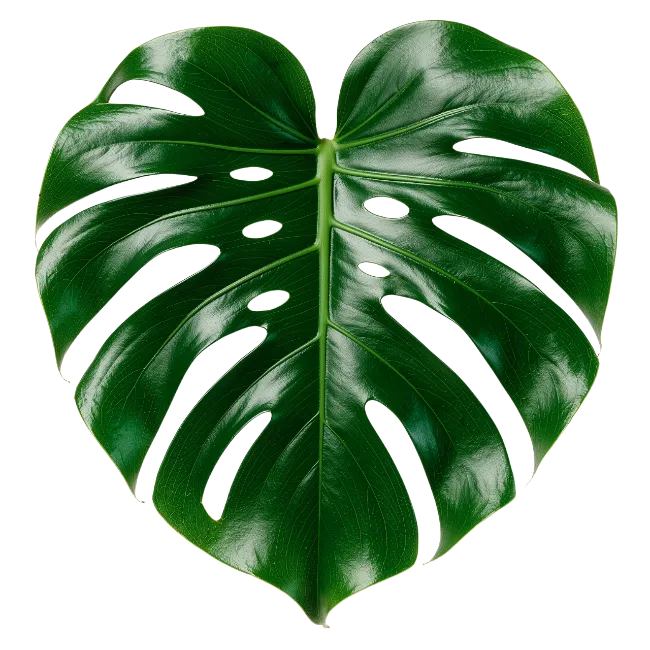 Fresh Green Monstera Leaf Isolated
