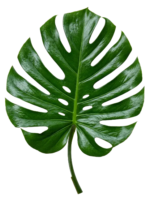 Fresh Green Monstera Leaf Isolated
