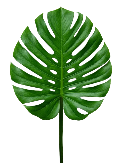 Fresh Green Monstera Leaf Isolated