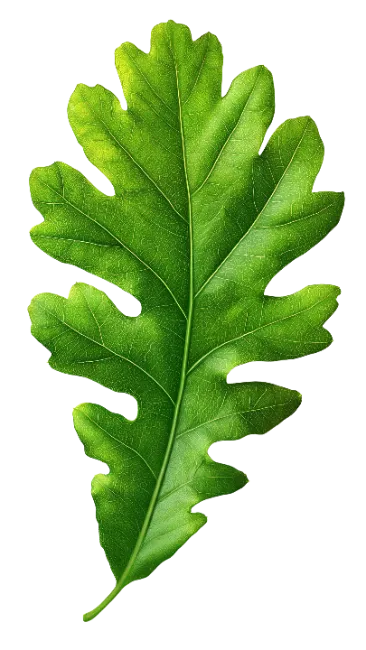 Fresh Green Oak Leaf Isolated