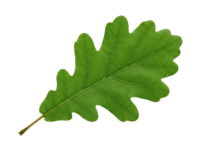 Fresh Green Oak Leaf Isolated