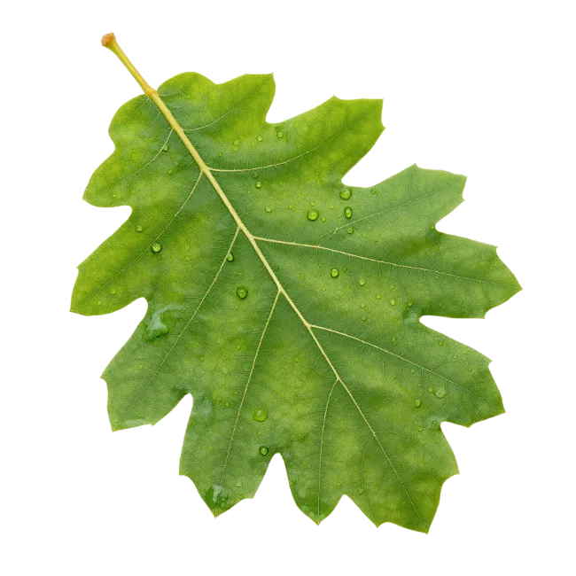 Fresh Green Oak Leaf With Dew Drops
