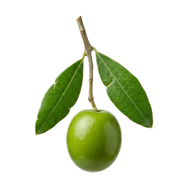 Fresh Green Olive on Branch with Leaves