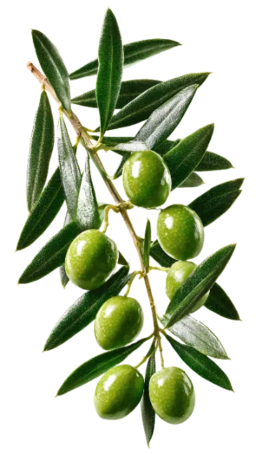 Fresh Green Olives Branch with Leaves