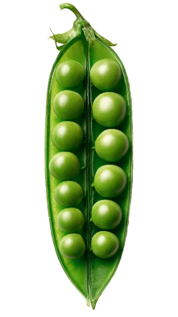 Fresh Green Pea Pod Open