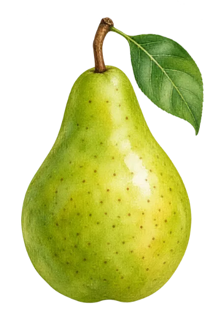 Fresh Green Pear Fruit with Leaf