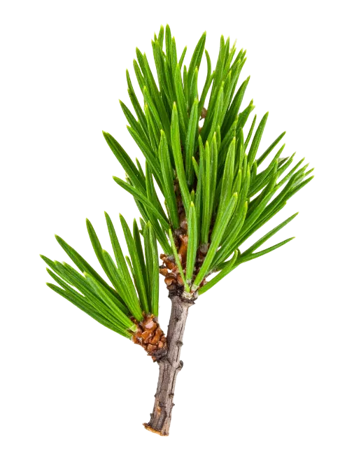 Fresh Green Pine Tree Branch