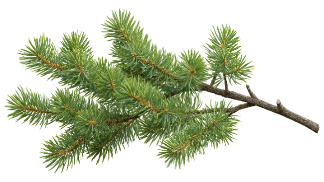 Fresh Green Pine Tree Branch Isolated
