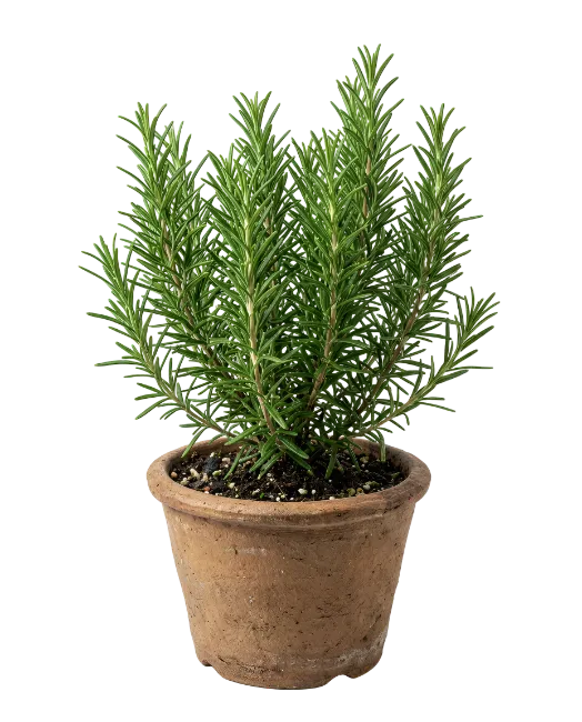 Fresh green rosemary plant in terracotta pot