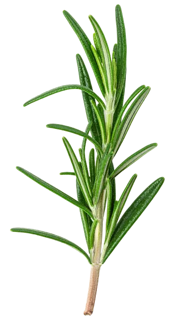 Fresh Green Rosemary Sprig
