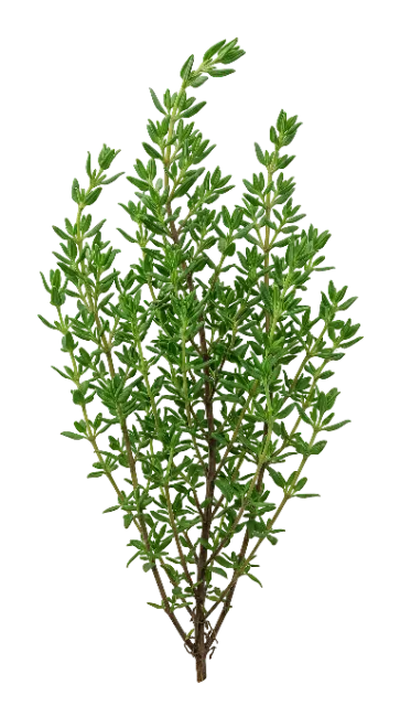 Fresh Green Rosemary Sprig Stock Photo