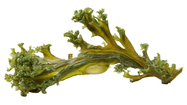 Fresh green seaweed frond isolated on white