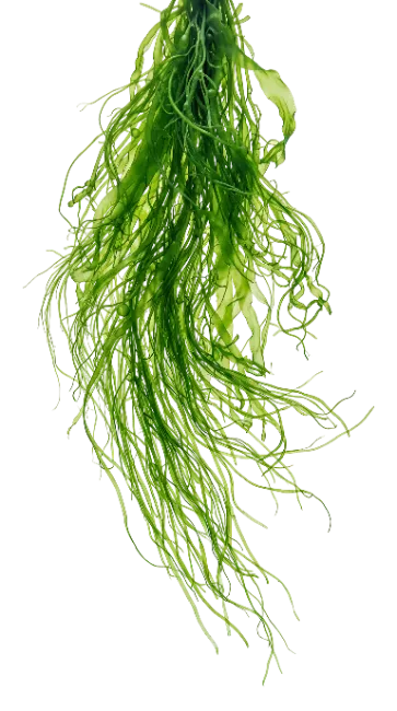 Fresh Green Seaweed Plant Isolated