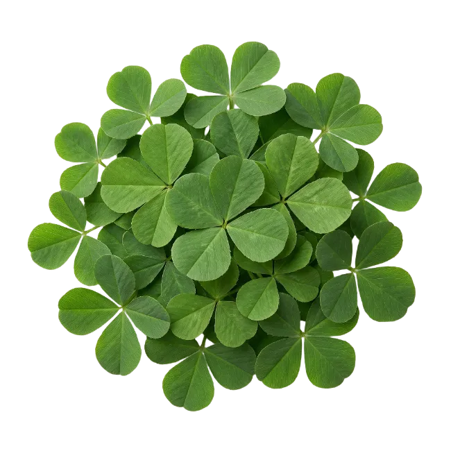 Fresh Green Shamrock Leaves Cluster