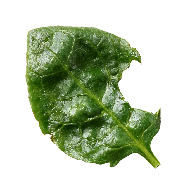 Fresh green spinach leaf isolated