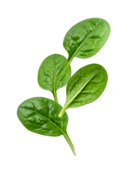 Fresh Green Spinach Leaves