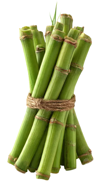 Fresh Green Sugarcane Bundles Tied Together