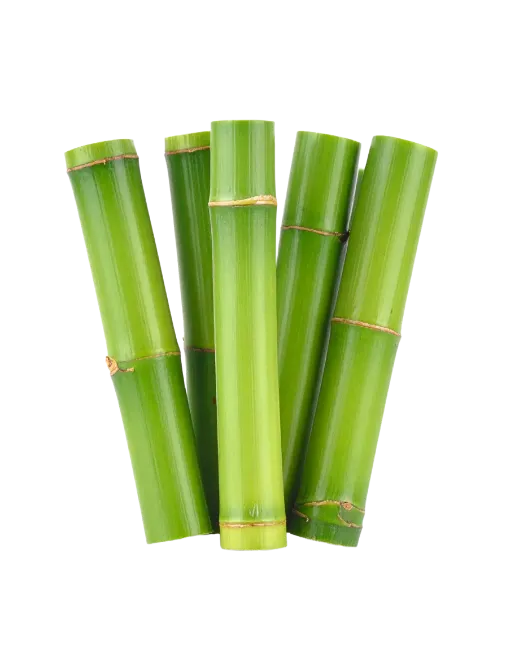 Fresh Green Sugarcane Stalks Bunch