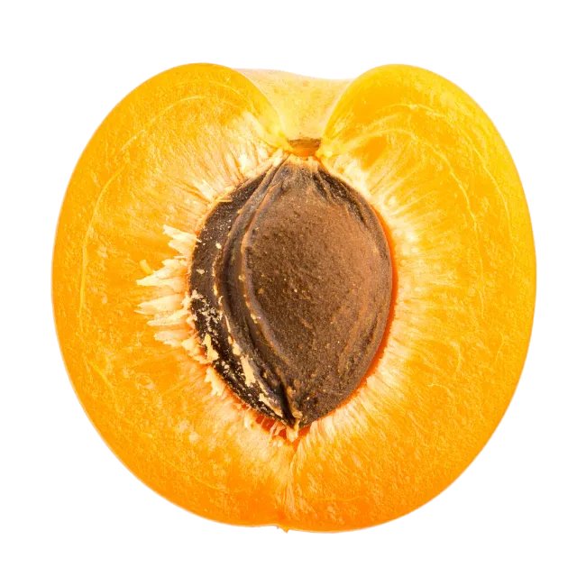 Fresh halved apricot with stone