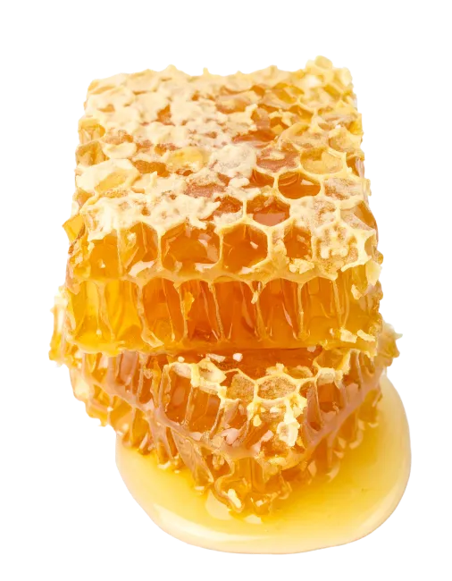 Fresh Honeycomb Block with Dripping Honey
