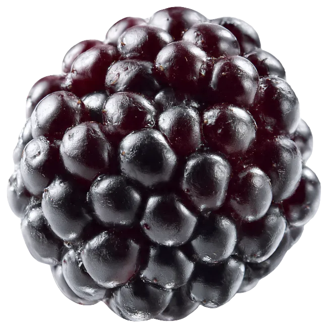 Fresh Juicy Blackberry Fruit Isolated