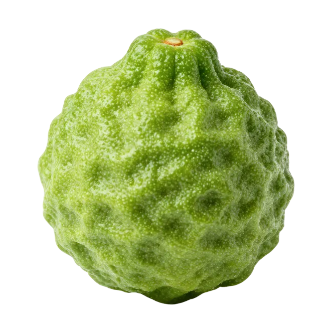 Fresh Kaffir Lime Citrus Fruit