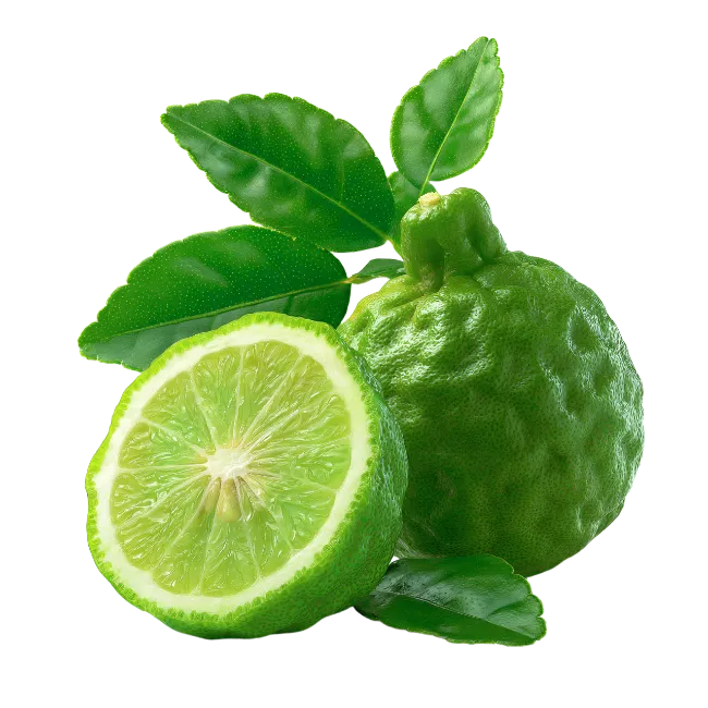 Fresh Kaffir Lime with Leaves and Sliced Half