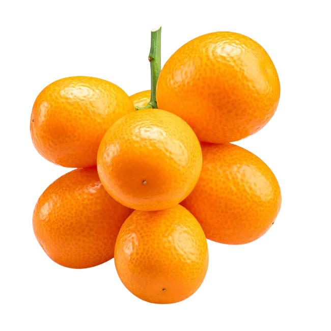 Fresh Kumquat Cluster with Green Stem
