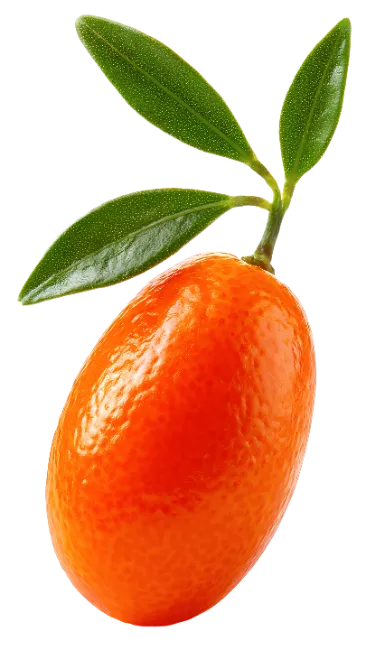 Fresh kumquat fruit with green leaves