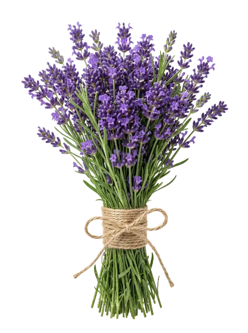 Fresh Lavender Bouquet Bound with Twine