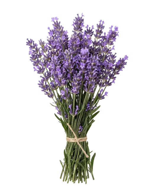 Fresh Lavender Bouquet Bunch
