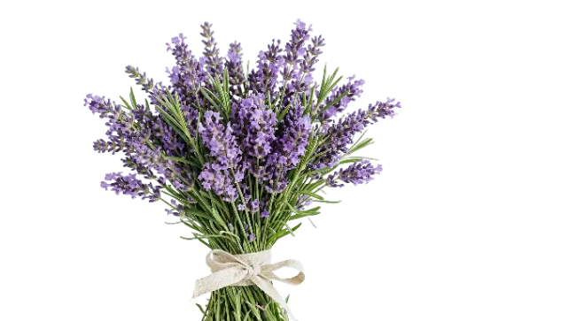 Fresh Lavender Bouquet Tied With A Ribbon