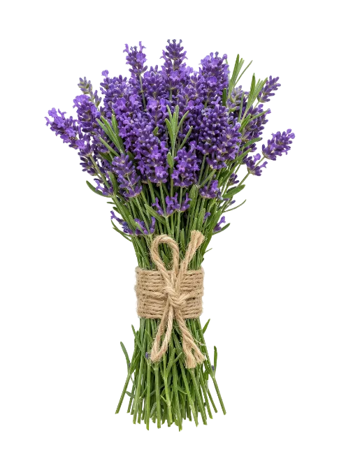 Fresh lavender bouquet tied with twine