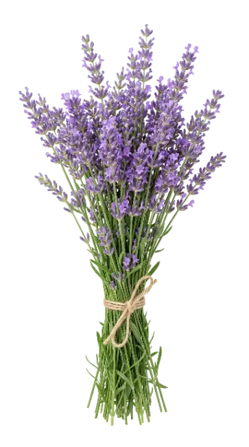 Fresh Lavender Bouquet Tied with Twine