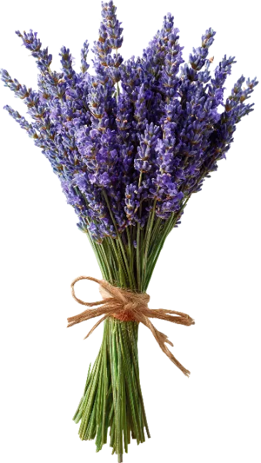 Fresh Lavender Flowers Bouquet Tied with Twine