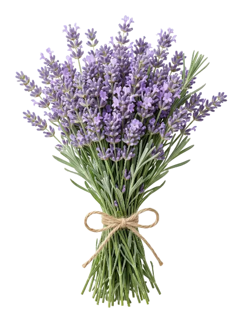 Fresh lavender flowers bouquet tied with twine