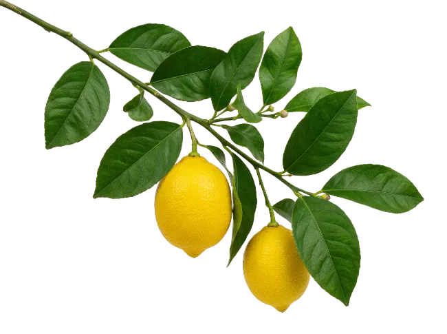 Fresh Lemon Branch with Leaves