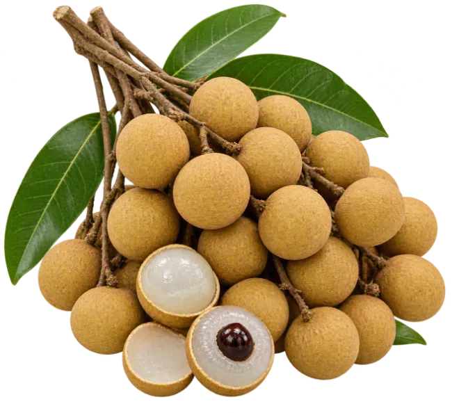 Fresh Longan Fruit Cluster