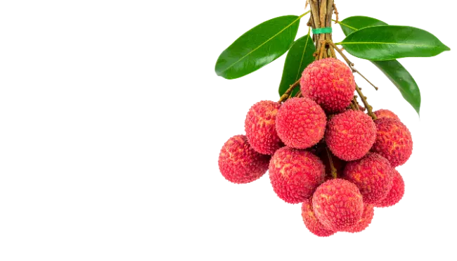 Fresh Lychee Fruit Bunch with Green Leaves